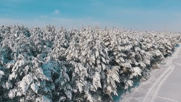 Εναέρια θέα στο πευκοδάσος χειμώνας και χιόνι διαδρομή σε μια ηλιόλουστη ημέρα — Αρχείο Βίντεο