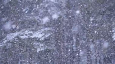 Kar yağışı karlı Noel ağaçları kış Çam ormanıyla arka planda. Ağır çekim