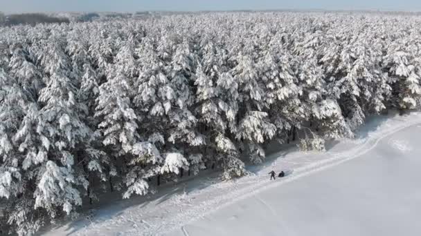 Aerial view on Winter Pine Forest and Snowy Path with People on a Sunny Day — Stock Video