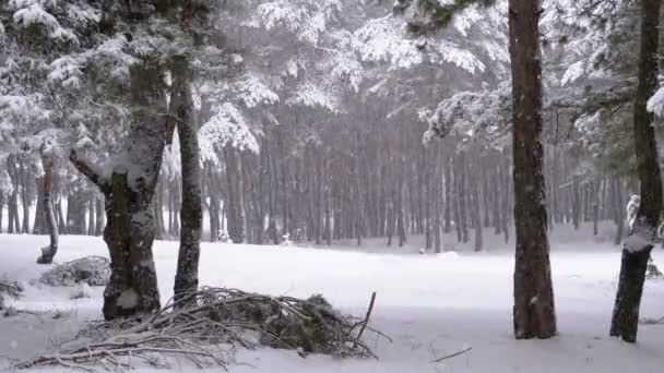 Snefald i vinterfyrreskov med snedækkede grene Juletræer – Stock-video