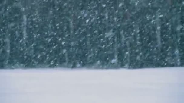 Opady śniegu w zimie sosnowym lesie z ośnieżonych choinek. Zwolnionym tempie — Wideo stockowe
