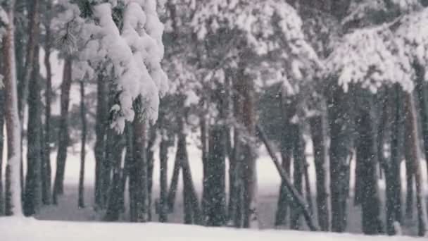 雪在冬天松树森林与雪的圣诞树 冬天下了雪 覆盖了冷杉树 冬季背景 圣诞森林里下雪了 — 图库视频影像