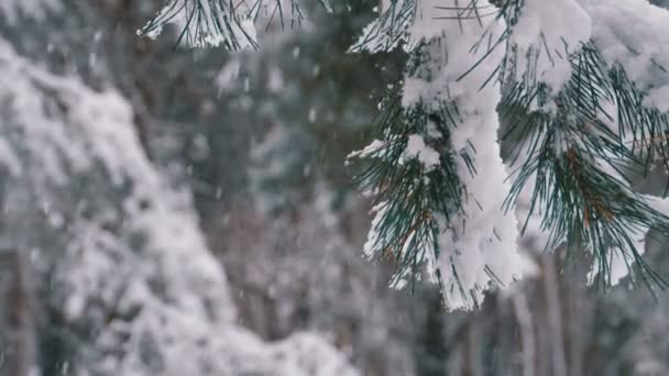 Χειμώνα πευκόφυτο δάσος με τα κλαδιά καλυμμένα με χιόνι χριστουγεννιάτικα δέντρα. Αργή κίνηση — Αρχείο Βίντεο