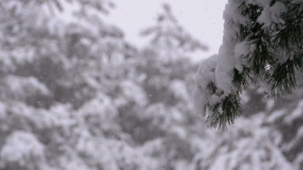 Nieve en el bosque de pinos de invierno con árboles de Navidad nevados — Vídeo de stock