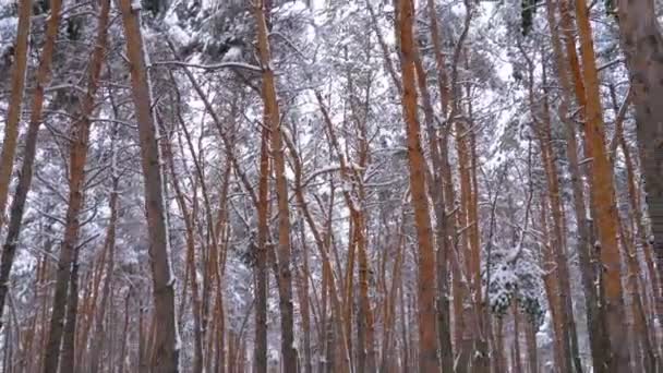 Durch den winterlichen Kiefernwald fliegen — Stockvideo