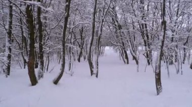 Uçan kış ormanı. Vahşi kış ormandaki ağaçlar arasında karlı yol