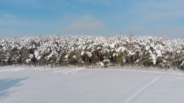 Vliegen over een Snowy Winter Forest op een zonnige dag — Stockvideo