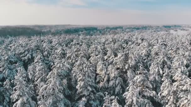 Repül át a havas téli erdő, egy napsütéses napon — Stock videók