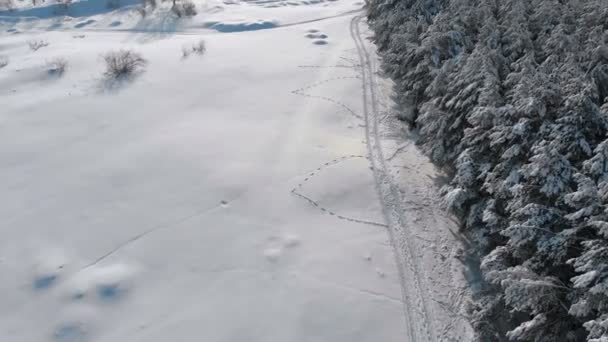 Vista aérea sobre el bosque de pinos de invierno y el sendero de nieve en un día soleado — Vídeo de stock