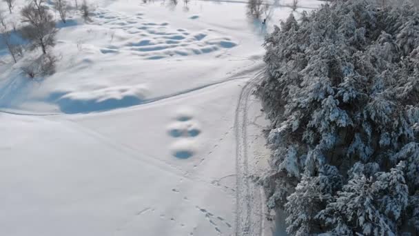 Widok z lotu ptaka na zimowy las sosnowy i ścieżka śnieg na słoneczny dzień — Wideo stockowe