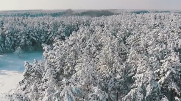 Пролітати над засніжений зима ліс у сонячний день — стокове відео