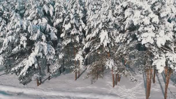 Volando sobre un bosque nevado de invierno en un día soleado — Vídeo de stock