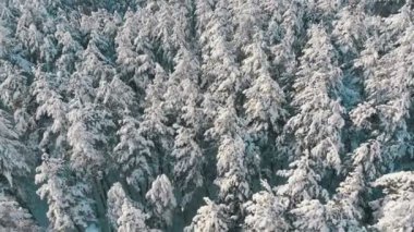 Güneşli bir kış çam ormanı ağaçlarının karlı üst kısımları üzerinde uçan