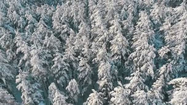 Пролітати над засніжених вершинах дерев зимовий соснового лісу на сонячний день — стокове відео