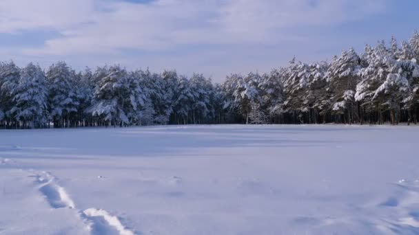 Floresta de pinho de inverno com árvores de Natal nevadas — Vídeo de Stock