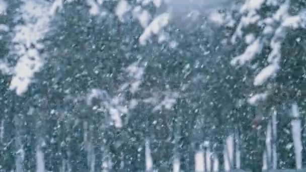 Floresta de pinheiros de inverno com árvores de Natal nevadas. Movimento lento — Vídeo de Stock