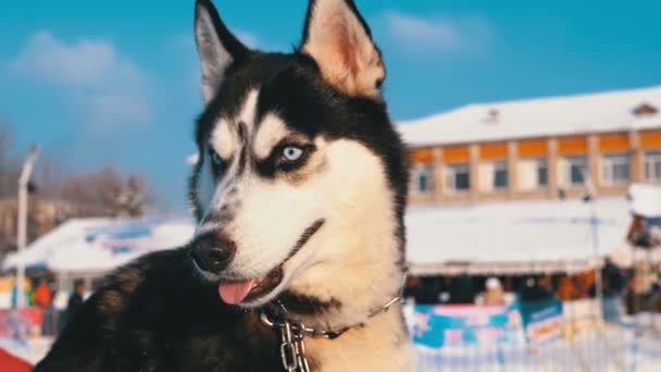 Namlu köpek Husky yakın çekim kışın. Ağır çekim — Stok video