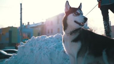 Köpek doğurmak Husky üstünde kira kontratı üstünde şehrin kar kış