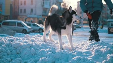 Husky köpek çocukla kışın kar üzerinde çalış. Ağır çekim