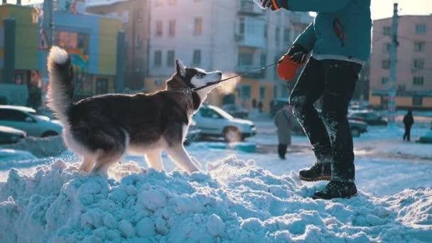 在冬天的雪上, 哈斯基狗和男孩一起玩。慢动作 — 图库视频影像