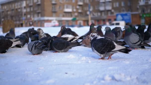 Pigeons on the snow in winter — Stock Video