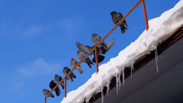 Un gregge di piccioni seduti su un tetto invernale con ghiaccioli — Video Stock