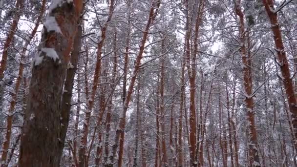 在冬松林森林中飞行 斯泰迪卡姆射门被雪覆盖的树木柱子 走在冬天的树林里 野生处女的天性 暴雪后的路 废弃的道路 假日旅游 — 图库视频影像