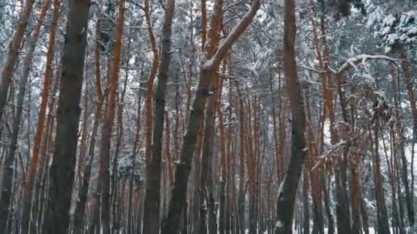 Пролетая через зимний сосновый лес — стоковое видео