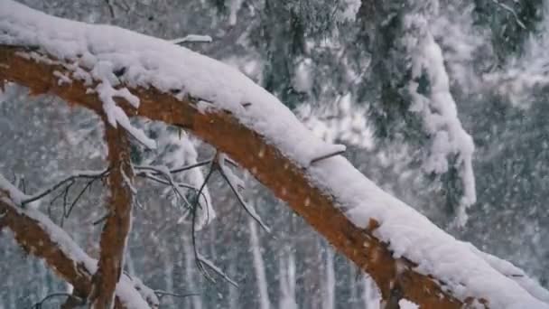 Tronco de un pino en el bosque cubierto de nieve en invierno durante una nevada. Movimiento lento — Vídeo de stock