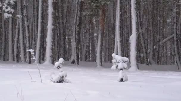 Opady śniegu w zimie sosnowym lesie z ośnieżonych choinek — Wideo stockowe