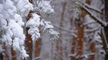 Karla kaplı dalları Noel ağaçları kış çam ormanı. Ağır çekim