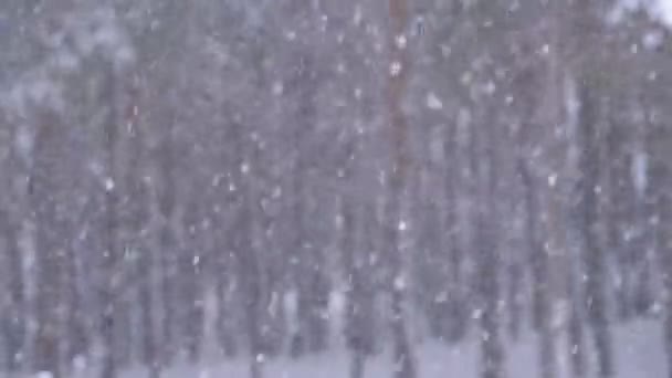 Snöfall bakgrund i vinter tallskog med snöiga julgranar — Stockvideo