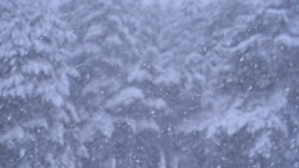 Schneefall Hintergrund im Winter Kiefernwald mit schneebedeckten Weihnachtsbäumen. Zeitlupe — Stockvideo