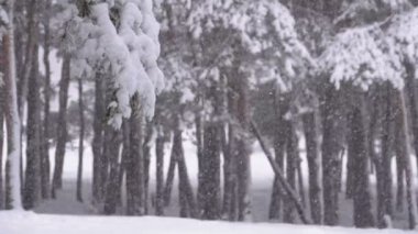 Kar yağışı karlı Noel ağaçları kış çam ormanı içinde