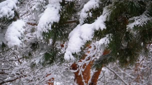 Winter-Kiefernwald mit schneebedeckten Ästen Weihnachtsbäume. Zeitlupe — Stockvideo