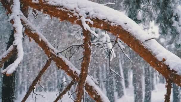 Winter Pine Forest com ramos cobertos de neve Árvores de Natal. Movimento lento — Vídeo de Stock