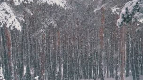 Снегопад в зимнем сосновом лесу со снежными рождественскими деревьями. Slow Motion — стоковое видео