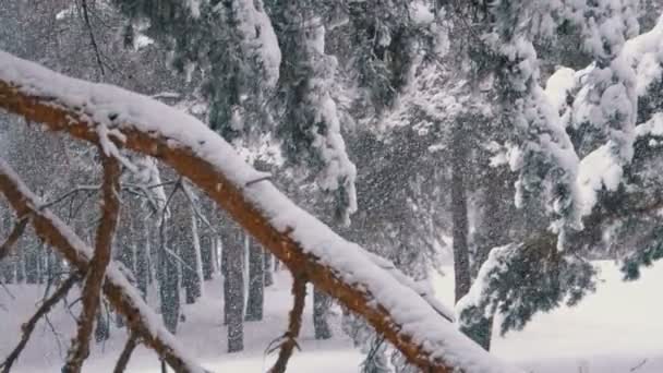 Bir kar yağışı sırasında kış karla kaplı ormanda bir çam ağacı bagajında. Ağır çekim — Stok video