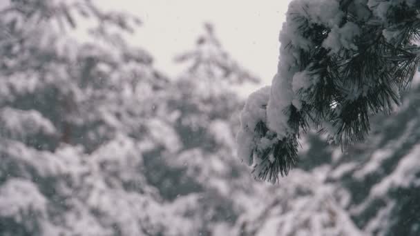 Bosque de pino de invierno con ramas cubiertas de nieve Árboles de Navidad. Moción lenta — Vídeo de stock