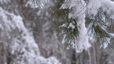 Kar yağışı karlı Noel ağaçları kış çam ormanı içinde
