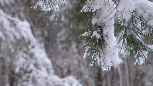 Nieve en el bosque de pinos de invierno con árboles de Navidad nevados — Vídeo de stock