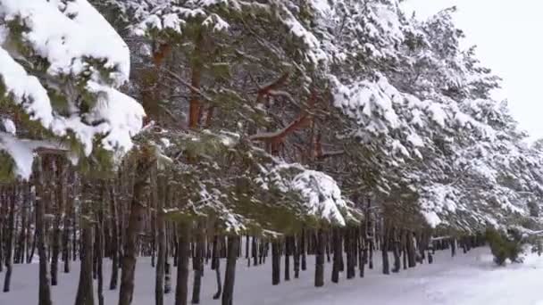 Vinterfuruskog med snødekte grener, juletrær – stockvideo