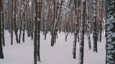 Uçan kış çam ormanı. Çam ağaçları arasında bir vahşi kış ormandaki karlı yol