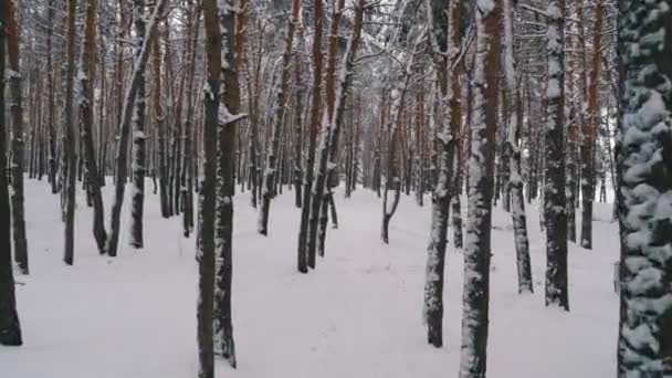 Vliegen door het dennenbos van de Winter. Besneeuwde pad in een Wild Winter Forest tussen dennen — Stockvideo