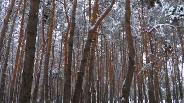 Flygande genom vintern tallar skogen — Stockvideo