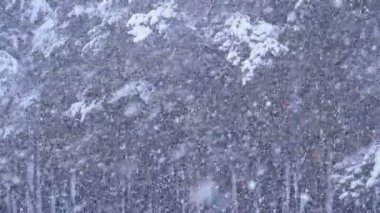 Kar yağışı karlı Noel ağaçları kış Çam ormanıyla arka planda. Ağır çekim