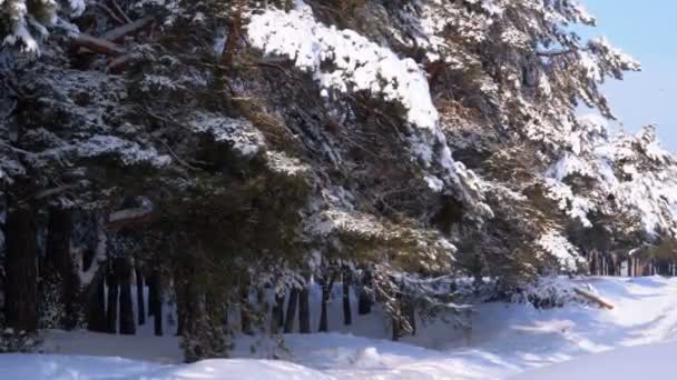 Χειμώνα πευκόφυτο δάσος με τα κλαδιά καλυμμένα με χιόνι χριστουγεννιάτικα δέντρα — Αρχείο Βίντεο
