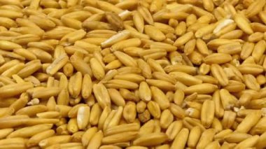 Çiğ yulaf kabuğu çıkarılmış taneleri yakın çekim döndürmek