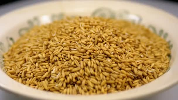 生麦の粒を回転して白い板のクローズ アップ — ストック動画