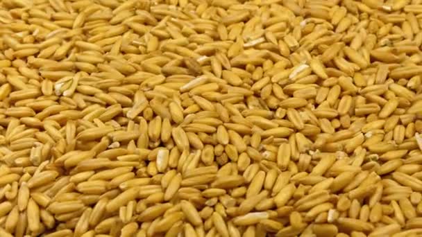 生麦の粒回転クローズ アップ — ストック動画